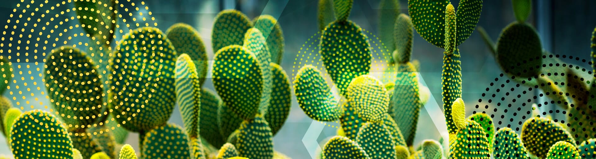 beaver tail cactus with abstract image overlay