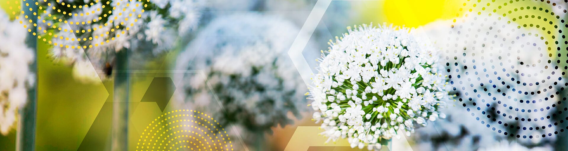 image of flower blooming