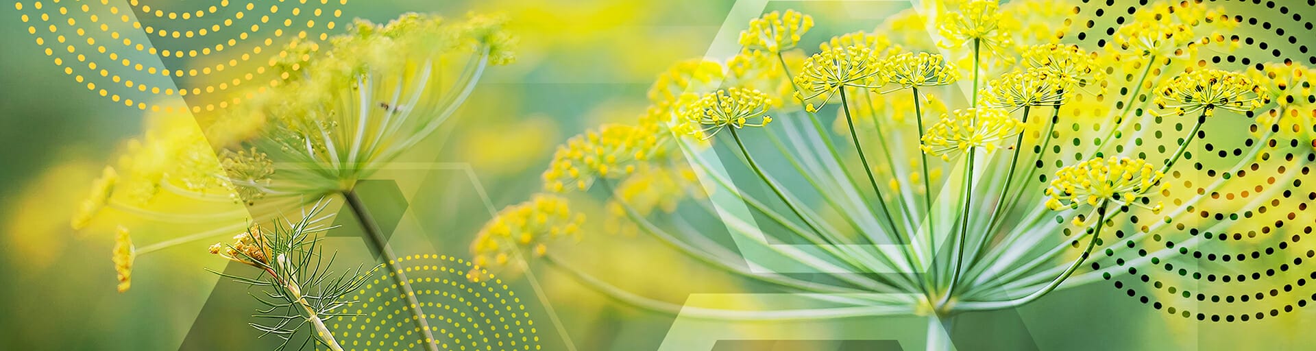 image of flowers blooming